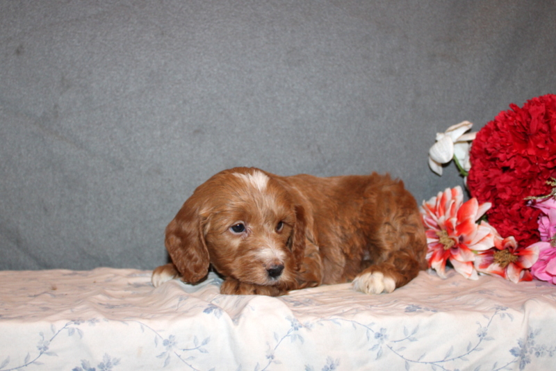 puppy, for, sale, Mini Goldendoodle F2B, Matthew B. Stoltzfus, dog, breeder, Gap, PA, dog-breeder, puppy-for-sale, forsale, nearby, find, puppyfind, locator, puppylocator, aca